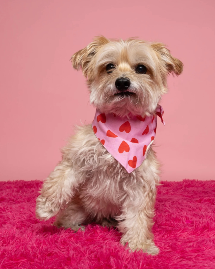 Lovesong Heart Dog Bandana