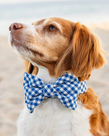 Lake Blue Gingham Dog Bow Tie
